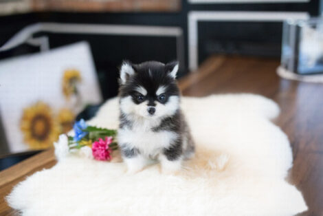Gucci Teacup Pomsky