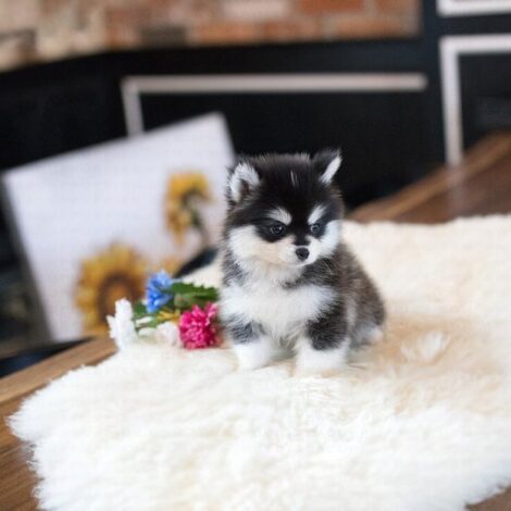 Gucci Teacup Pomsky - Image 7
