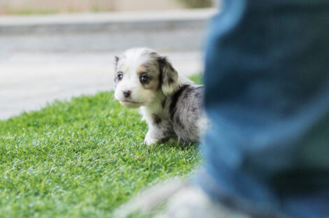 Daxel Teacup Doxie - Image 2