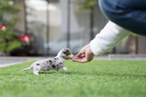 Daxel Teacup Doxie - Image 3