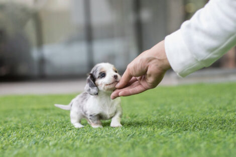 Daxel Teacup Doxie - Image 4