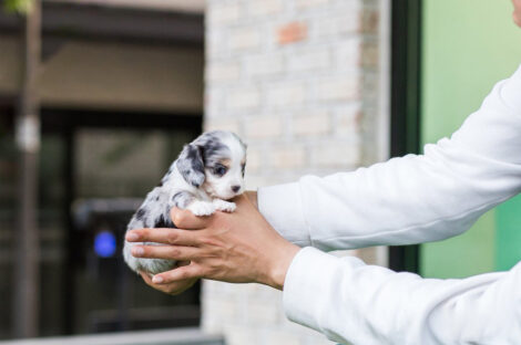 Daxel Teacup Doxie - Image 5