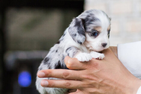 Daxel Teacup Doxie - Image 6