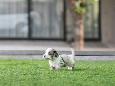 Daxel Teacup Doxie
