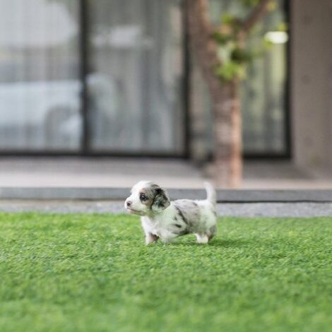 Daxel Teacup Doxie