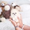 Connor Micro Pomeranian