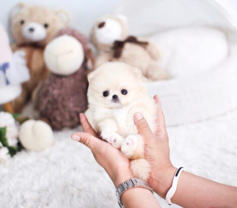 Connor Micro Pomeranian