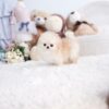 Connor Micro Pomeranian - Image 3