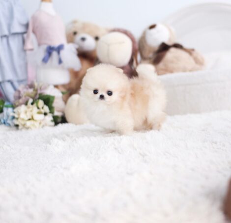 Connor Micro Pomeranian - Image 3