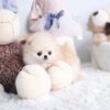 Connor Micro Pomeranian - Image 4