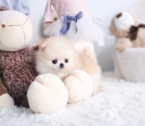 Connor Micro Pomeranian - Image 6
