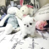 Mint Micro Teacup Maltese - Image 3