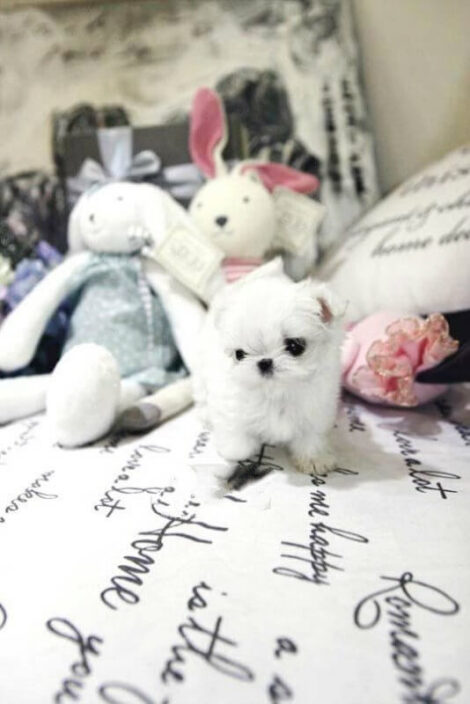 Mint Micro Teacup Maltese - Image 3
