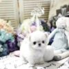 Mint Micro Teacup Maltese - Image 4