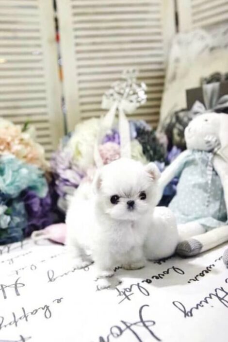 Mint Micro Teacup Maltese - Image 4