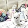 Mint Micro Teacup Maltese - Image 5