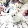 Mint Micro Teacup Maltese - Image 6