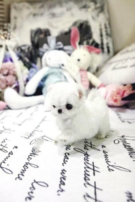 Mint Micro Teacup Maltese - Image 6