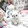 Mint Micro Teacup Maltese - Image 7