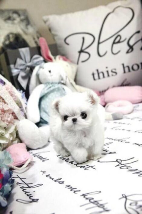 Mint Micro Teacup Maltese - Image 7