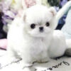 Mint Micro Teacup Maltese