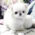 Mint Micro Teacup Maltese