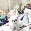 Mint Micro Teacup Maltese - Image 2