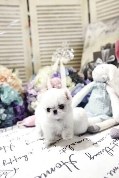 Mint Micro Teacup Maltese - Image 2