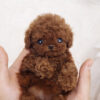 Nova Red Micro Teacup Poodle - Image 4
