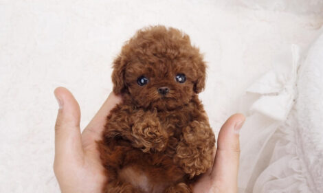 Nova Red Micro Teacup Poodle - Image 4