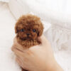 Nova Red Micro Teacup Poodle - Image 2