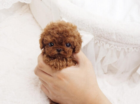 Nova Red Micro Teacup Poodle - Image 2