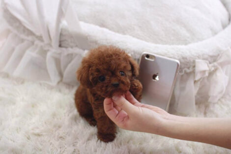 Nova Red Micro Teacup Poodle - Image 3