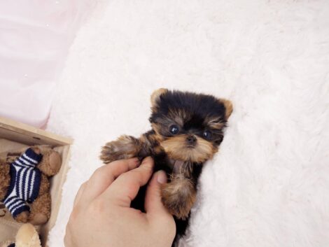 Ashley Teacup Micro Yorkie - Image 2