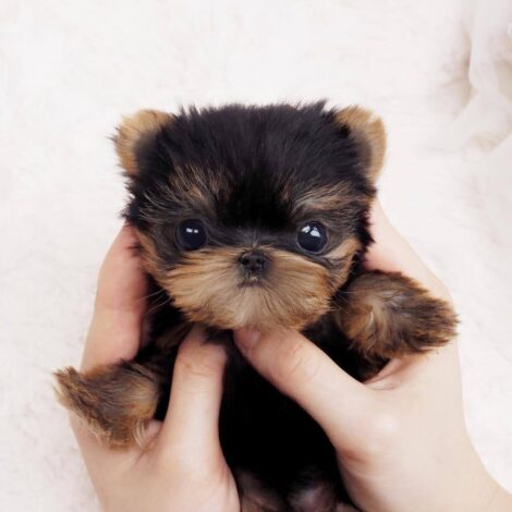 Ashley Teacup Micro Yorkie