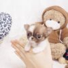 Grace Micro Teacup Chihuahua - Image 3