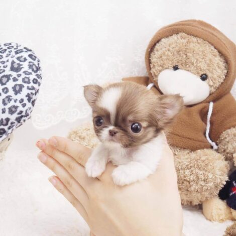 Grace Micro Teacup Chihuahua - Image 3