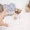 Grace Micro Teacup Chihuahua - Image 2