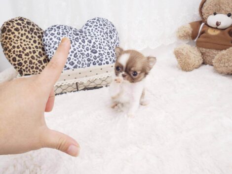 Grace Micro Teacup Chihuahua - Image 2