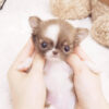Grace Micro Teacup Chihuahua