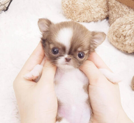 Grace Micro Teacup Chihuahua