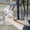 Finnigan Teacup Frenchie - Image 2