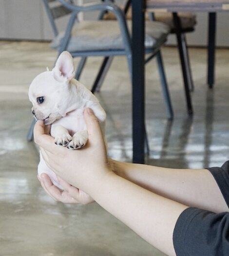 Finnigan Teacup Frenchie - Image 2