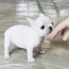 Finnigan Teacup Frenchie