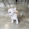 Finnigan Teacup Frenchie - Image 3