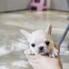 Finnigan Teacup Frenchie - Image 4
