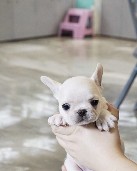 Finnigan Teacup Frenchie - Image 4