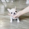 Finnigan Teacup Frenchie - Image 5