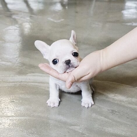 Finnigan Teacup Frenchie - Image 5