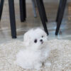 Melody Micro Teacup Maltese - Image 2